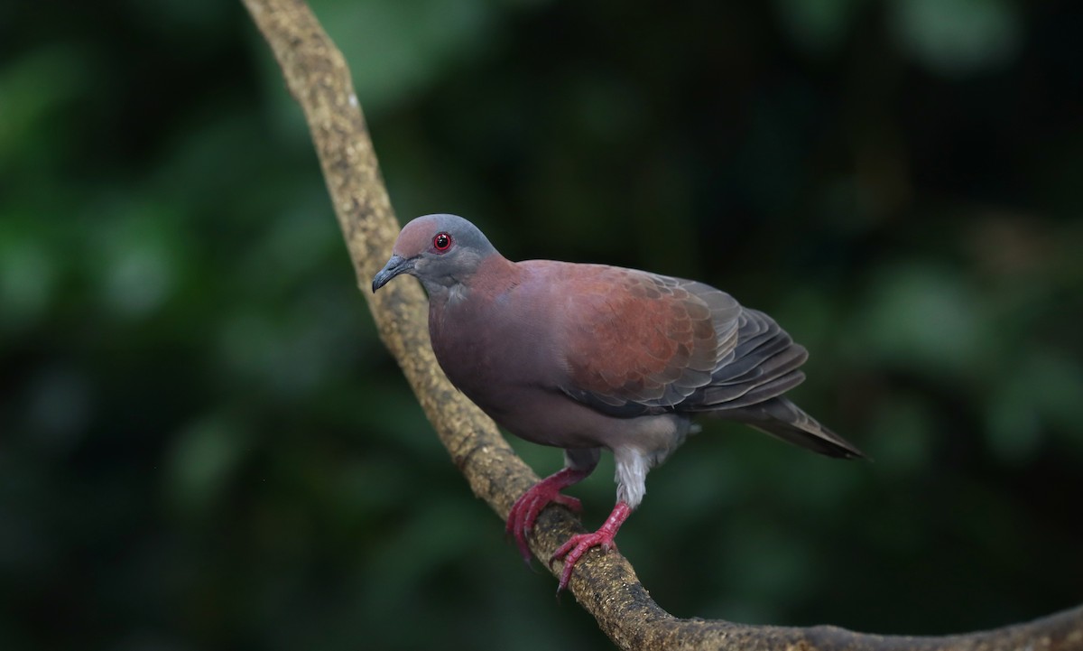 Paloma Colorada - ML644544677