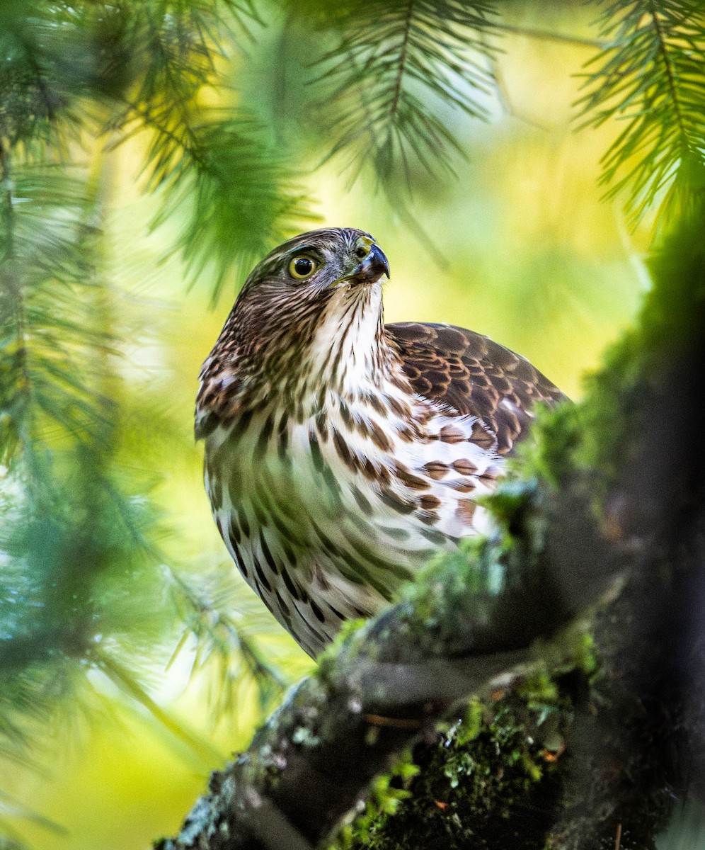Cooper's Hawk - ML644544683