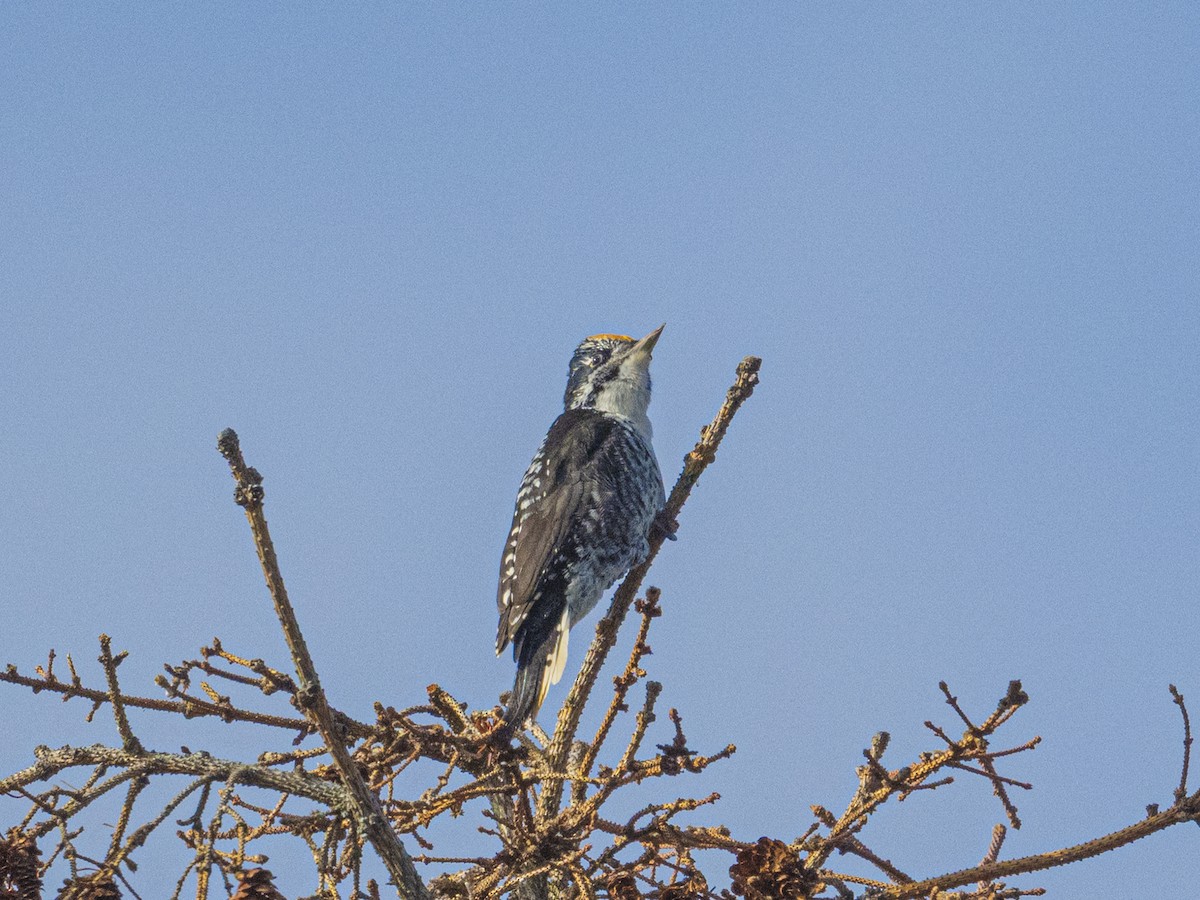 American Three-toed Woodpecker - ML644544687