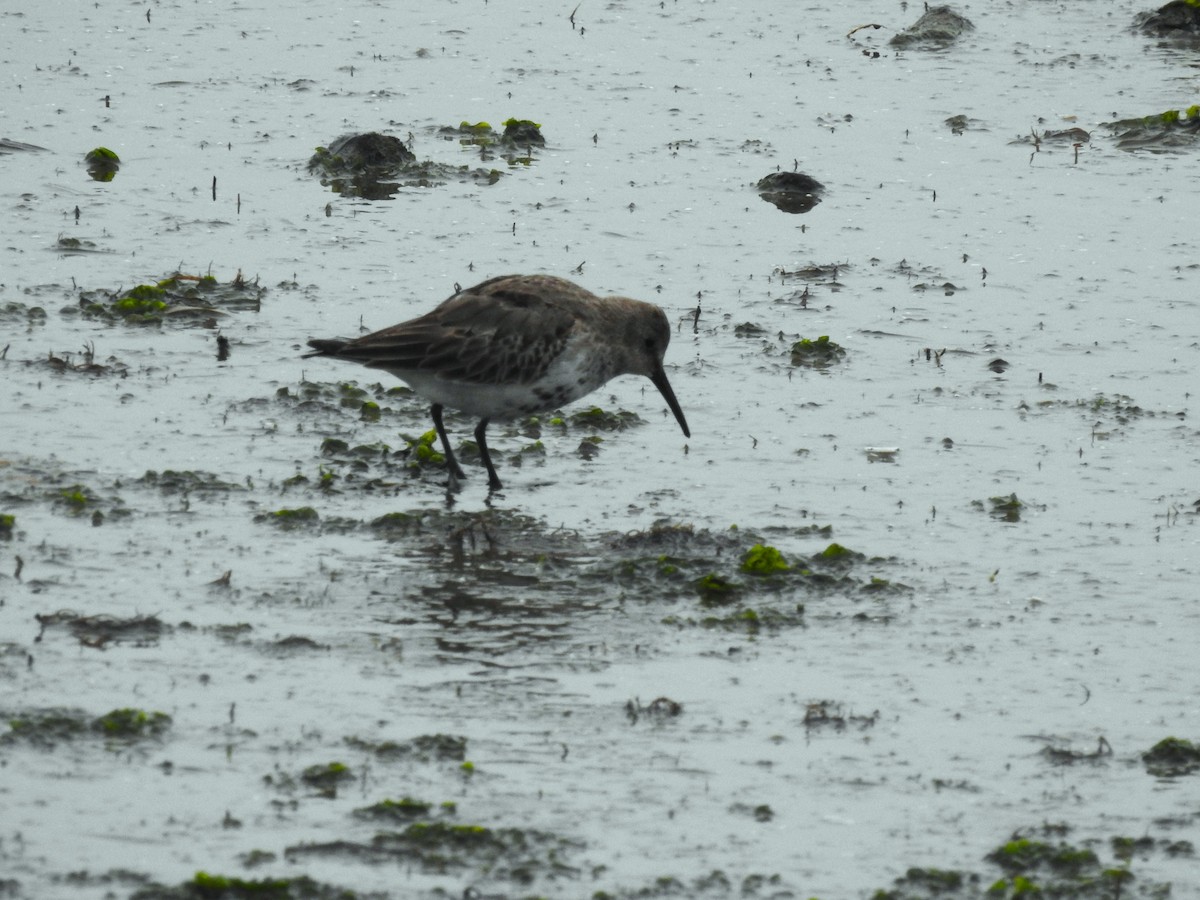 Dunlin - ML644544699