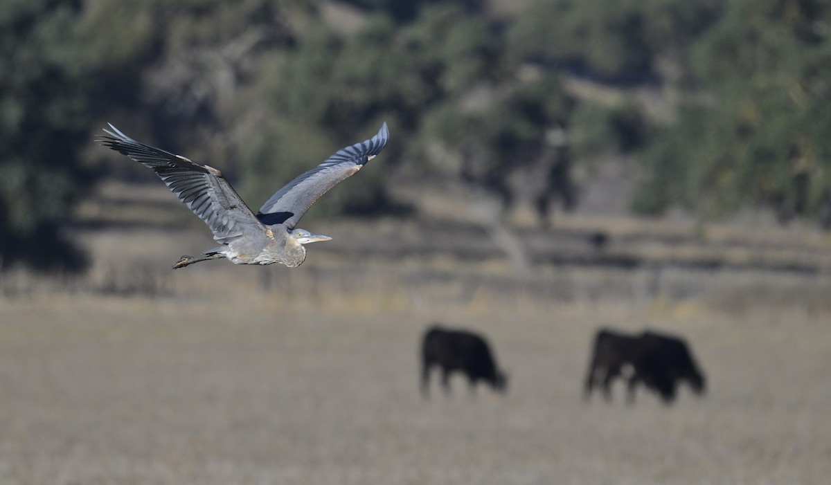 Great Blue Heron - ML644544702