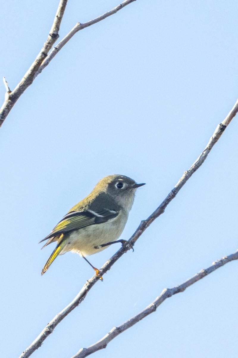 Ruby-crowned Kinglet - ML644544703