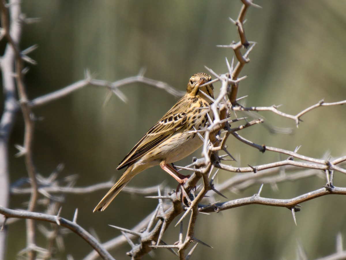 Baumpieper - ML644544704