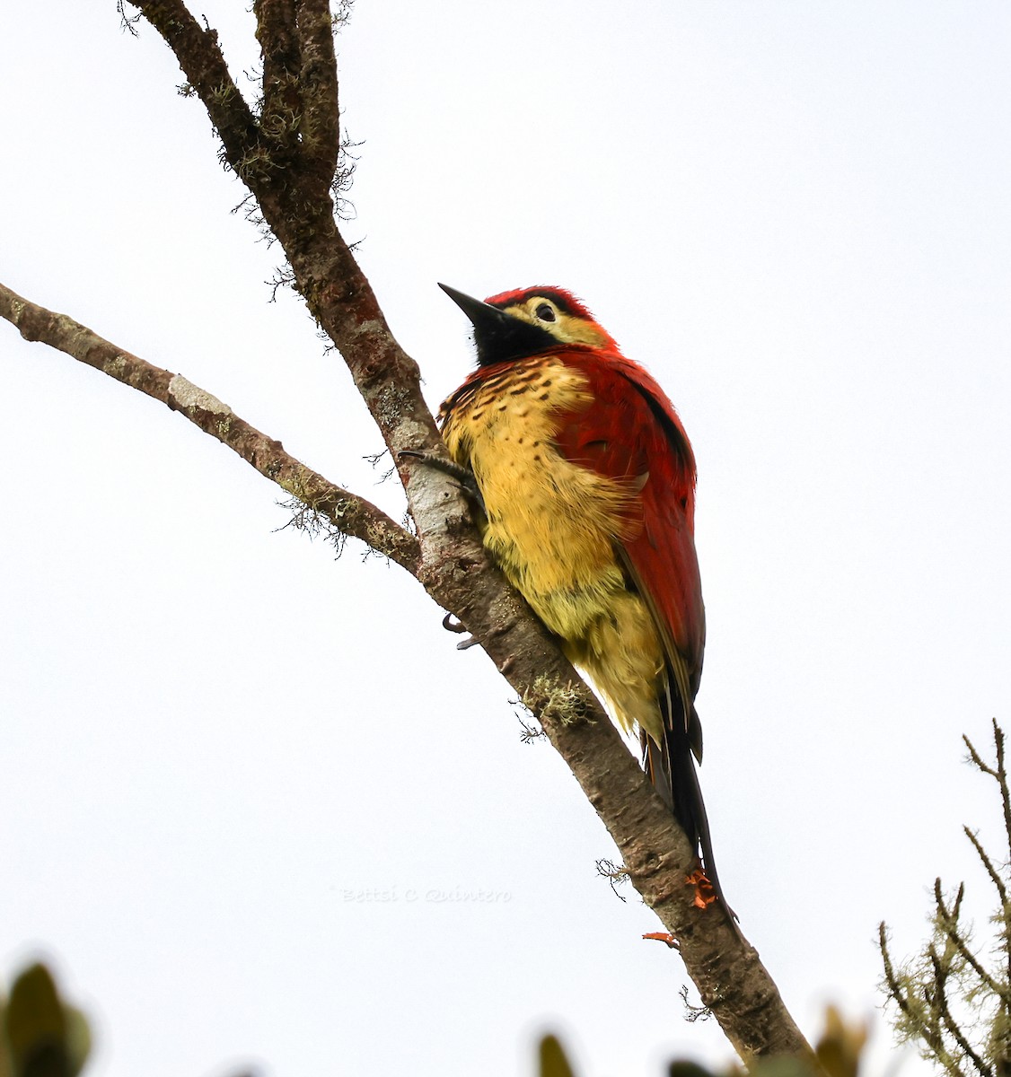 Дятел-смугань червонокрилий - ML644544705