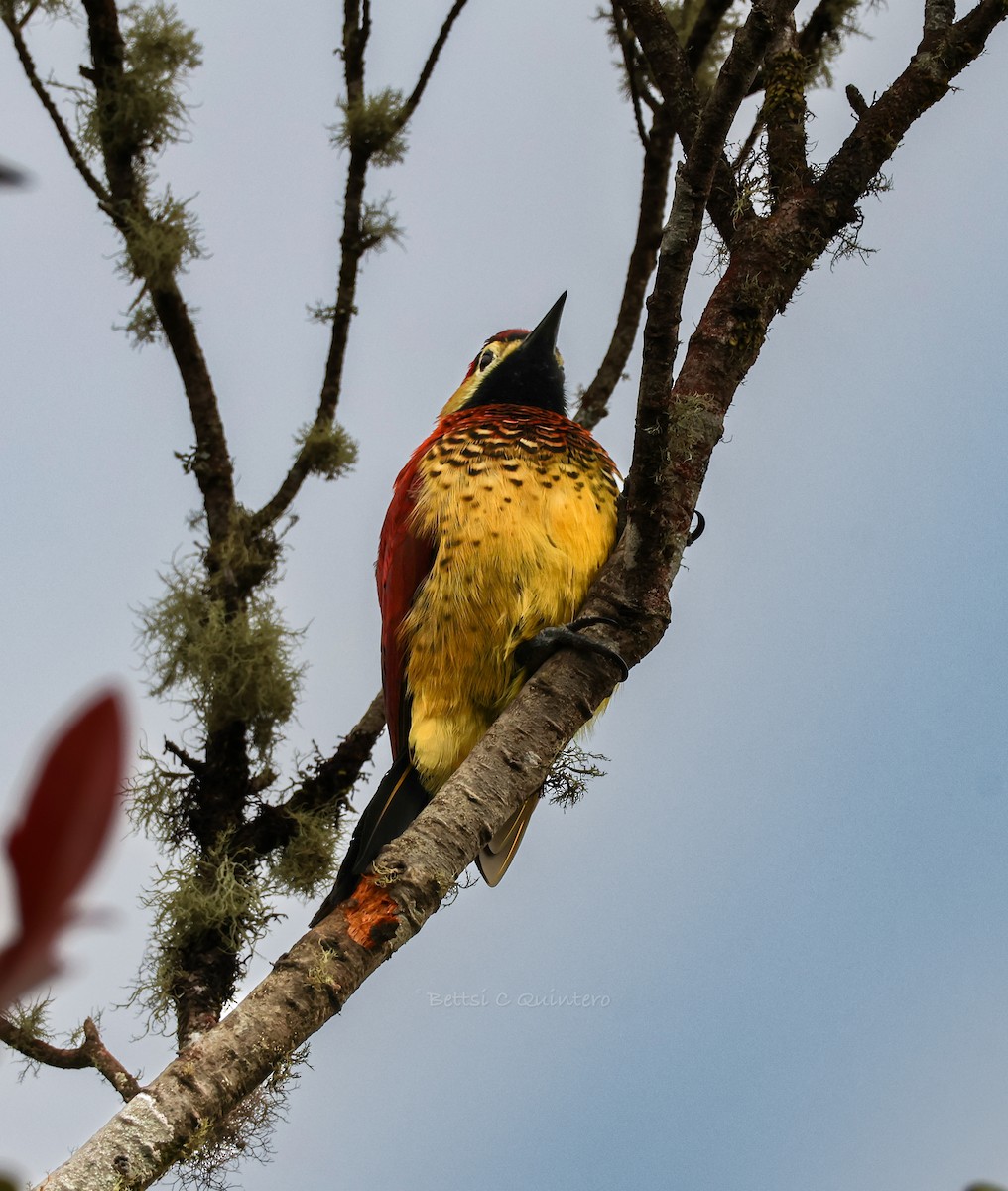 Дятел-смугань червонокрилий - ML644544706