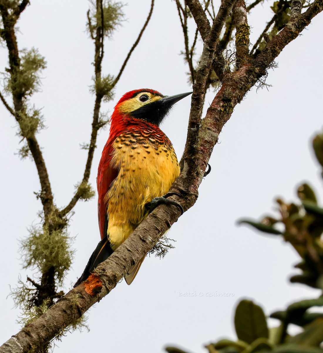 Дятел-смугань червонокрилий - ML644544707