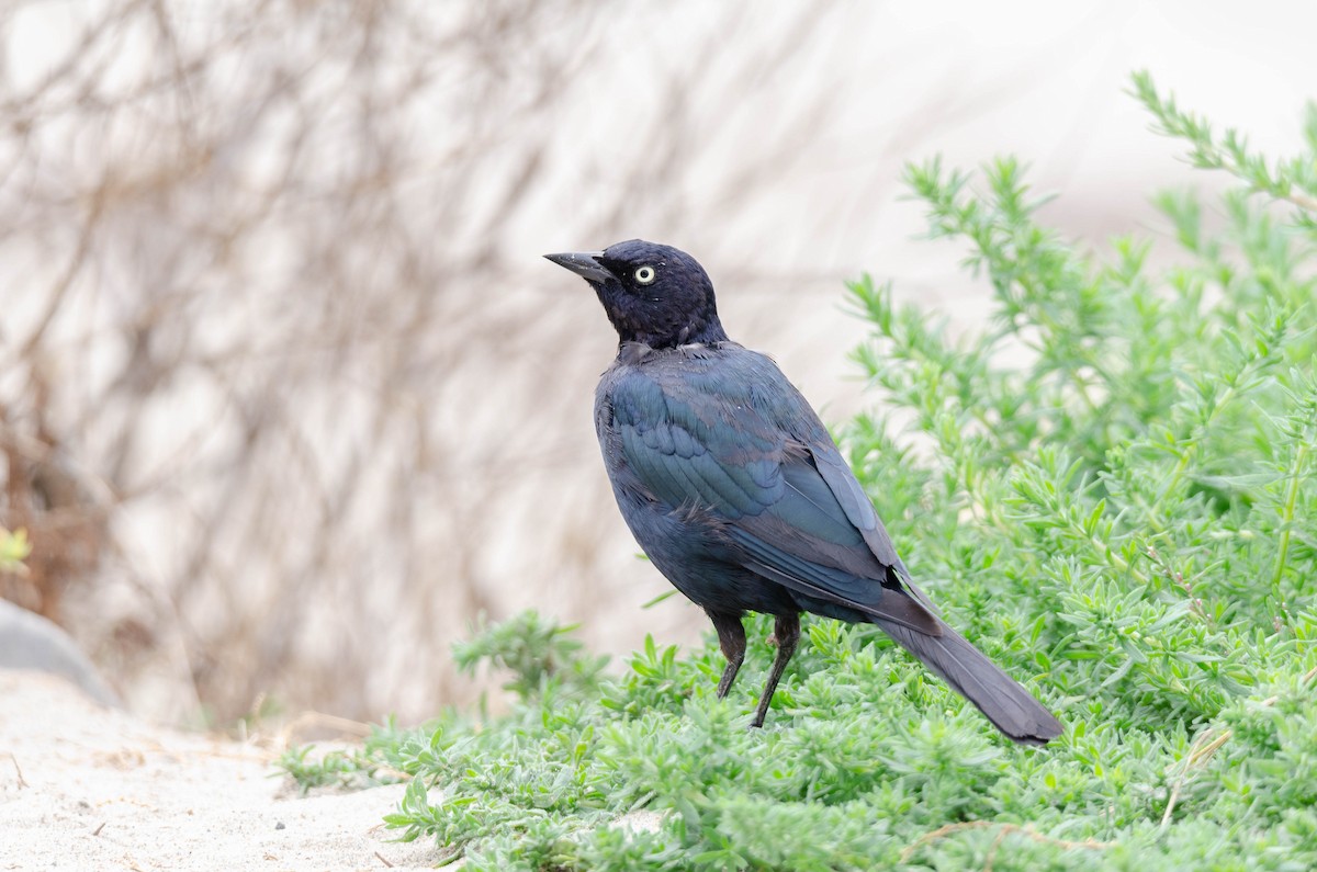 Brewer Karatavuğu - ML644544708