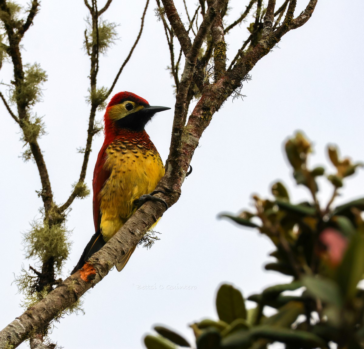 Дятел-смугань червонокрилий - ML644544709