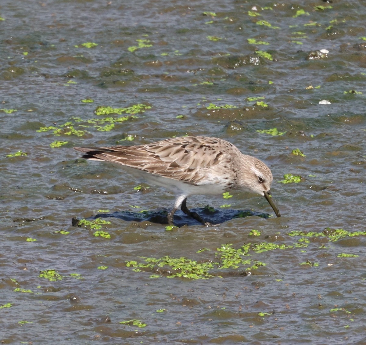 jespák tundrový - ML644544710