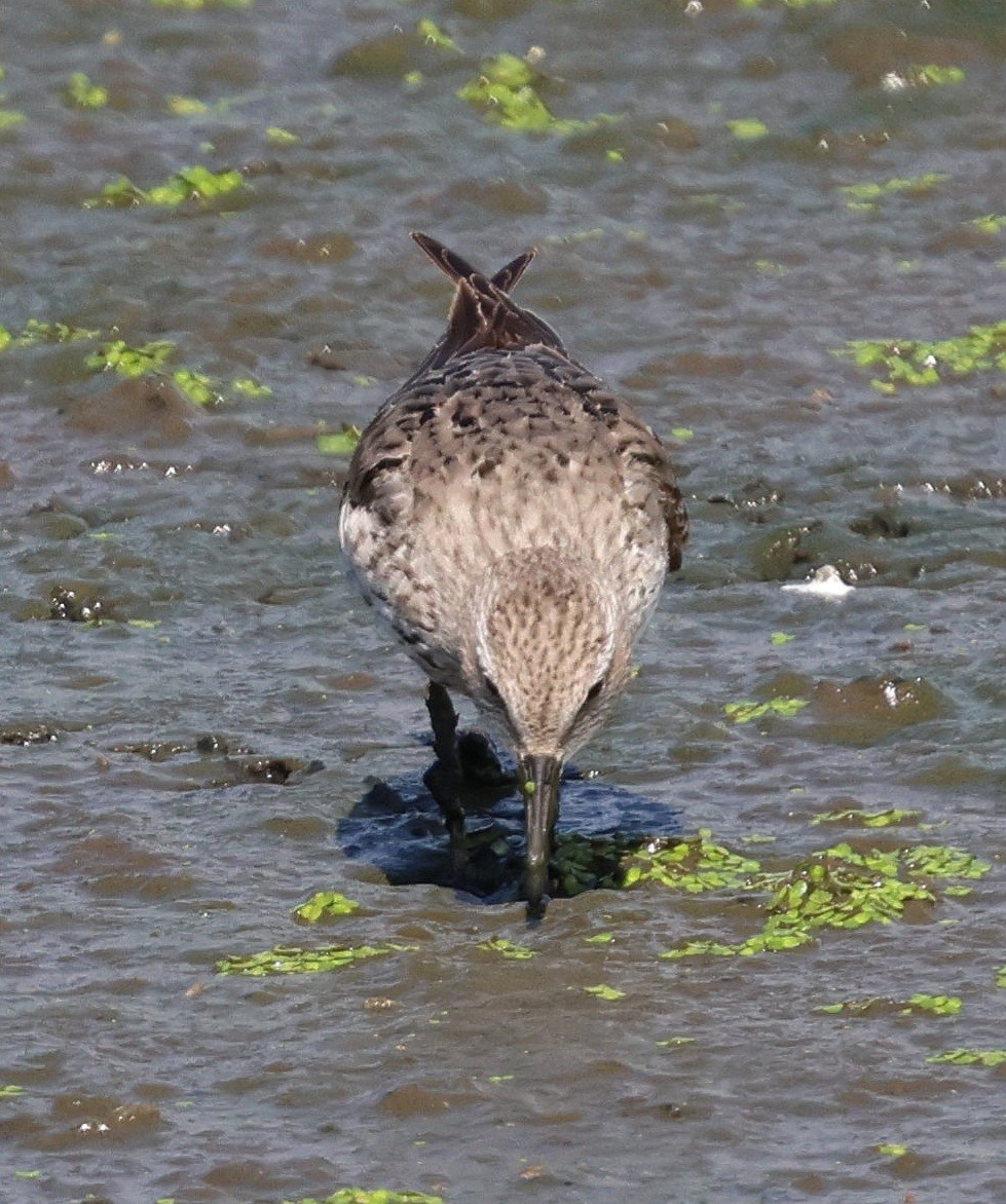 jespák tundrový - ML644544711