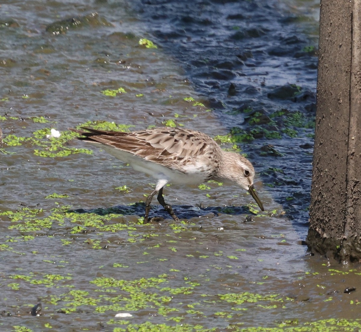 jespák tundrový - ML644544712