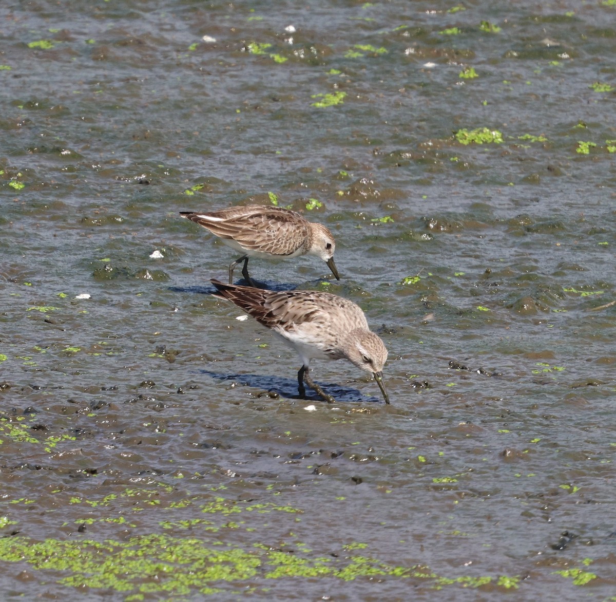 jespák tundrový - ML644544714