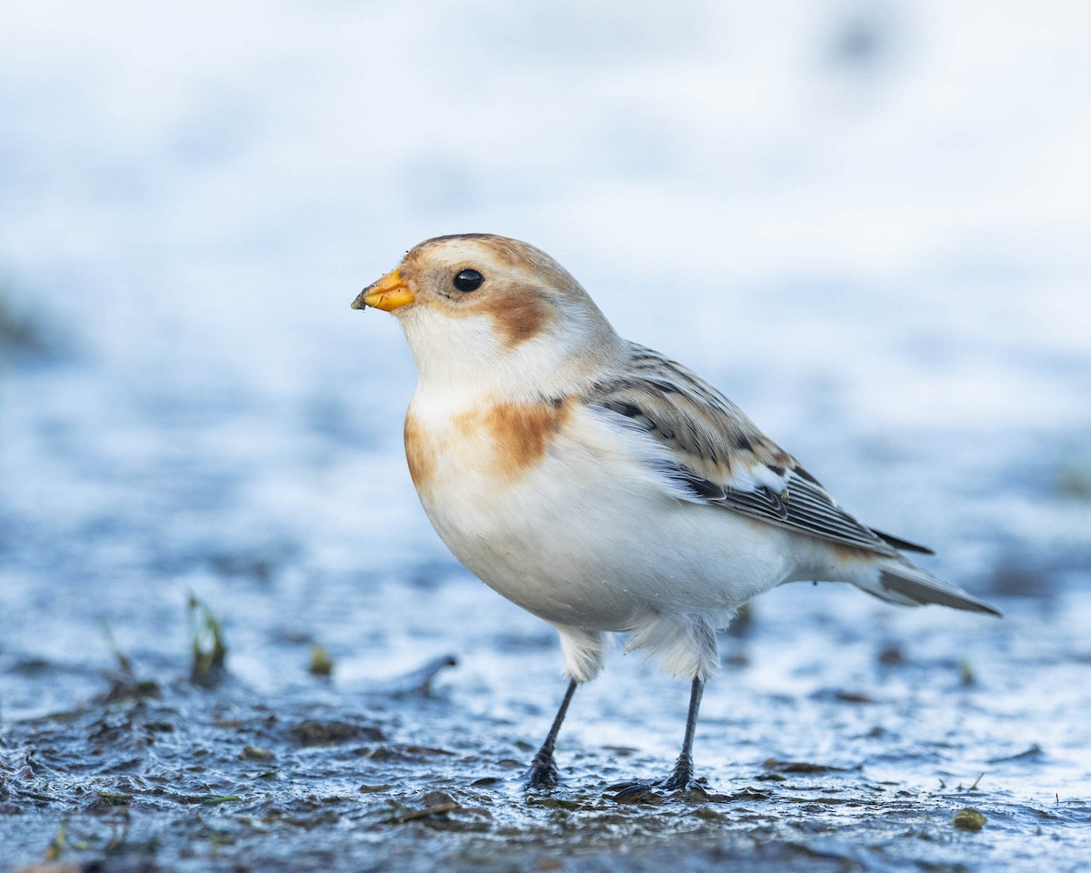 Zigolo delle nevi - ML644544719