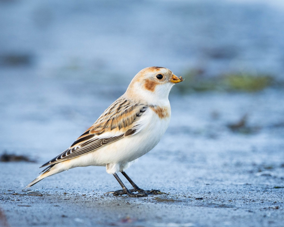 Zigolo delle nevi - ML644544721