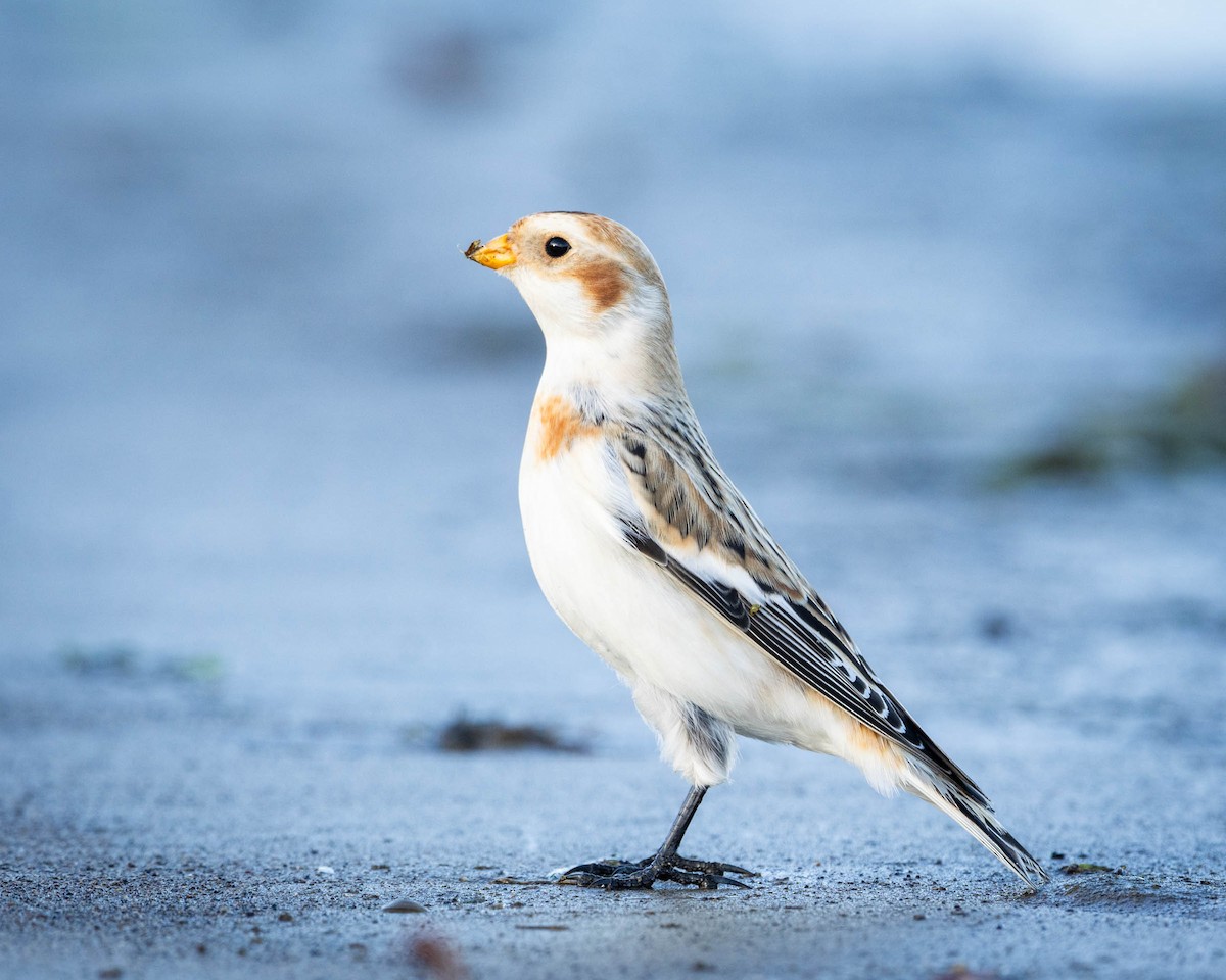 Zigolo delle nevi - ML644544722