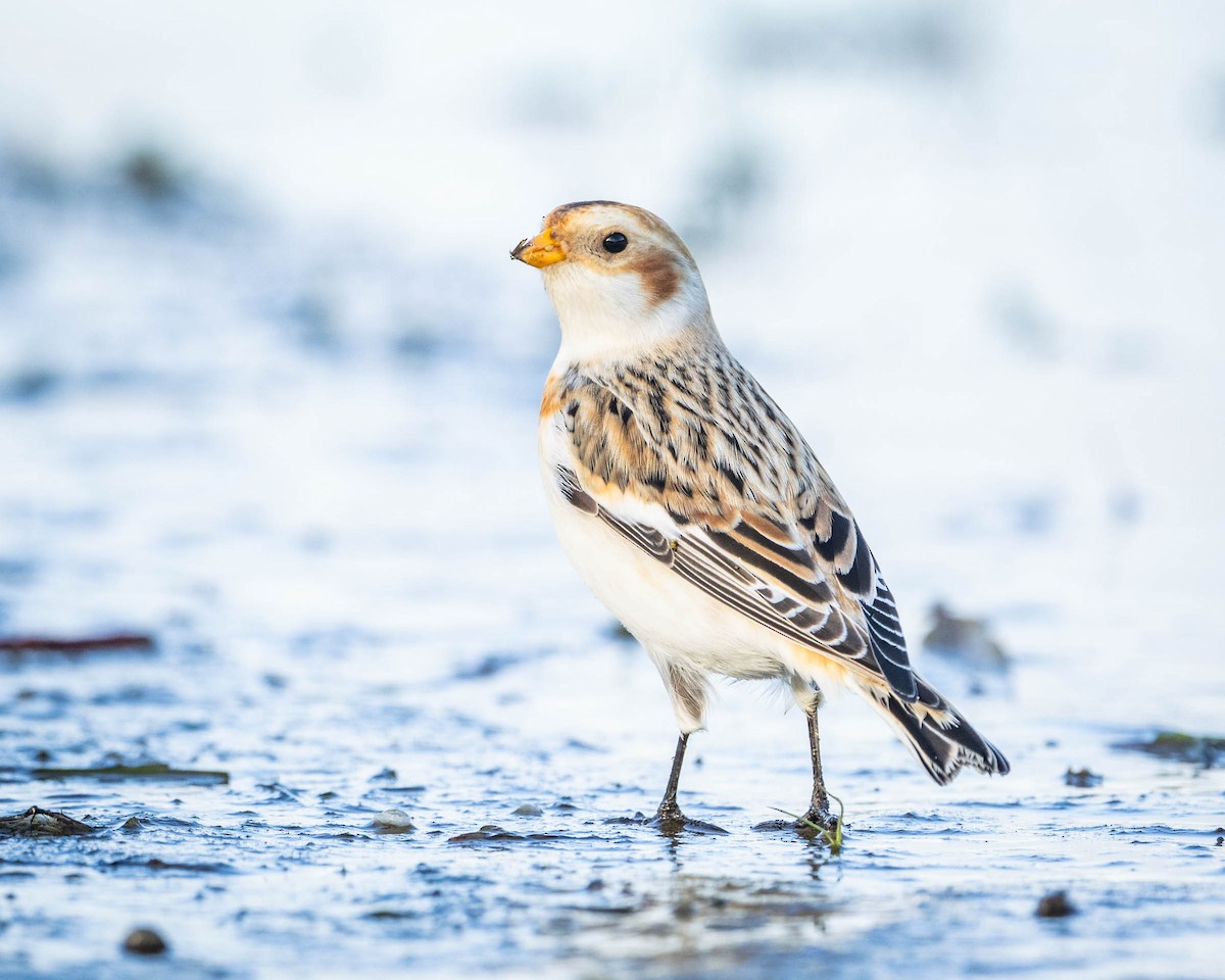 Zigolo delle nevi - ML644544723