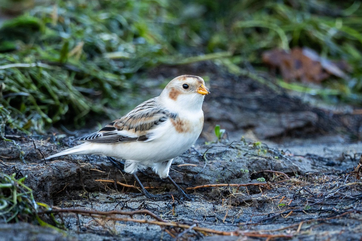 Zigolo delle nevi - ML644544724