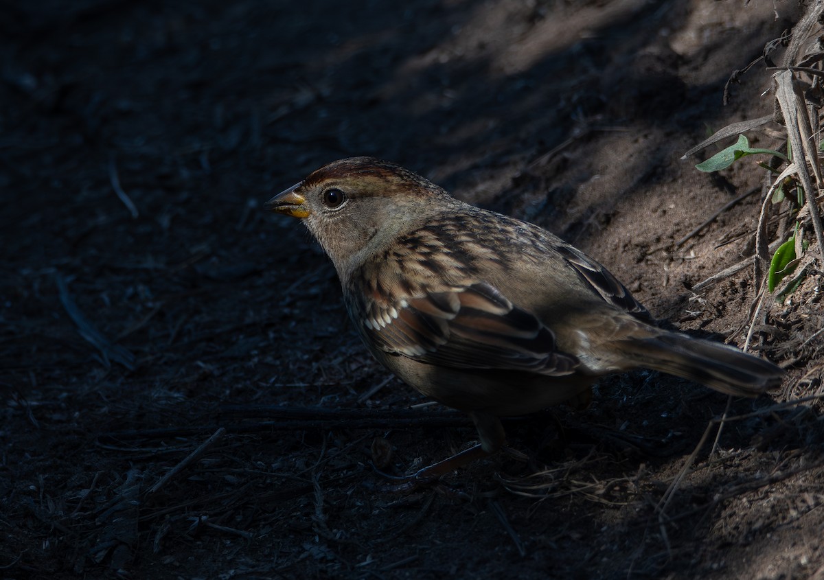 キガシラシトド - ML644544725