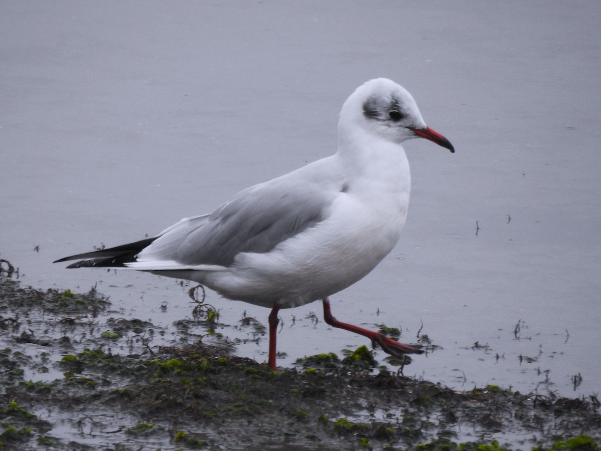 ユリカモメ - ML644544726