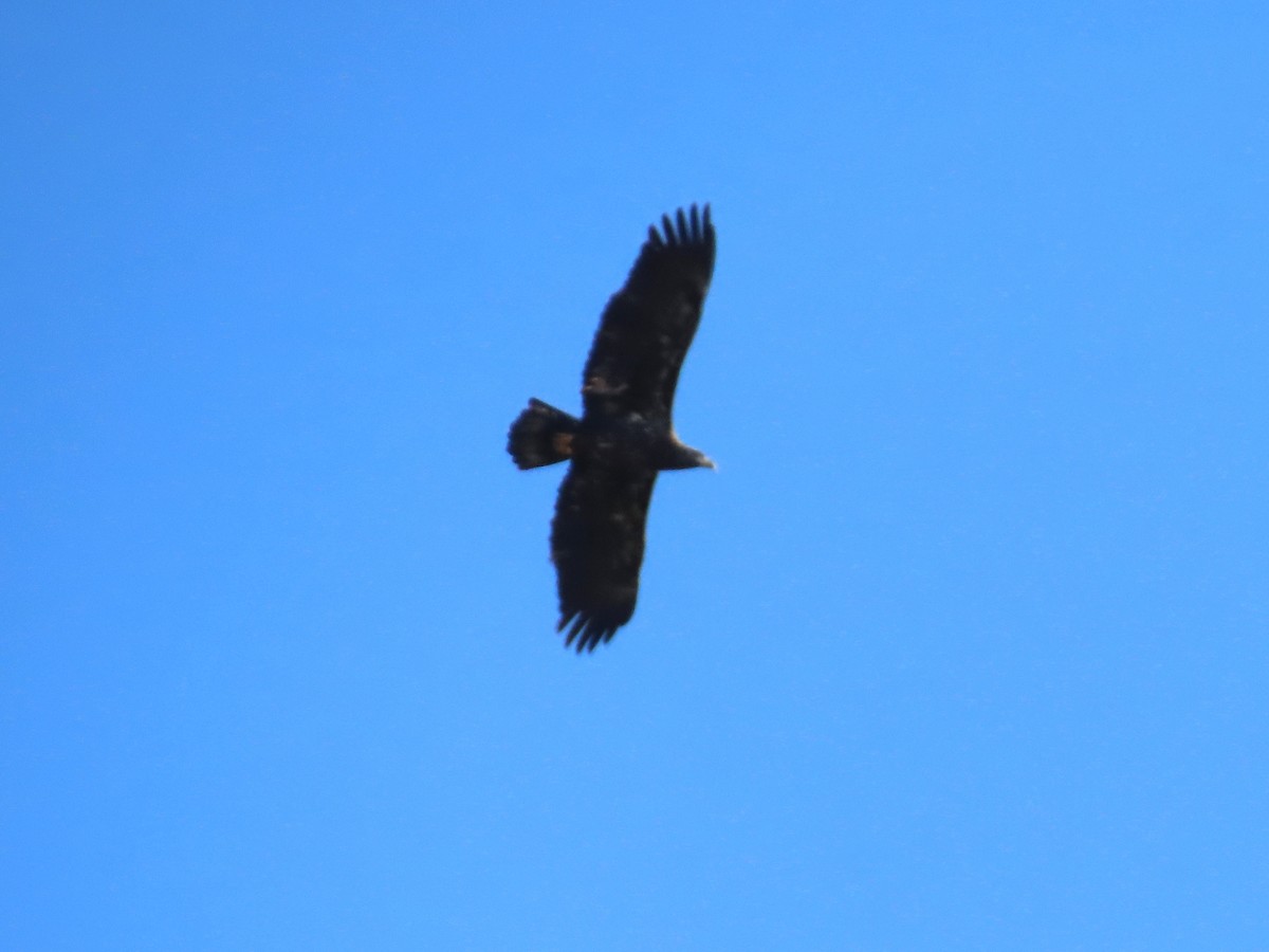 ハクトウワシ - ML644544727