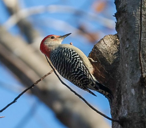 シマセゲラ - ML644544730