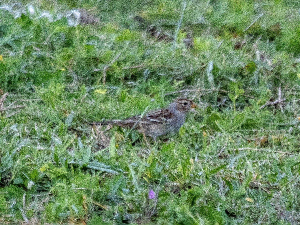 ミヤマシトド - ML644544734