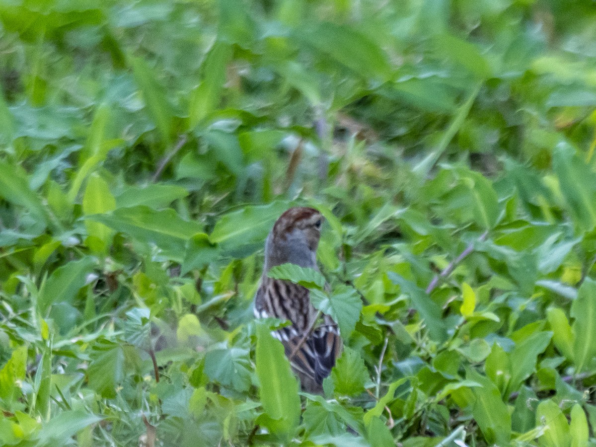 ミヤマシトド - ML644544735