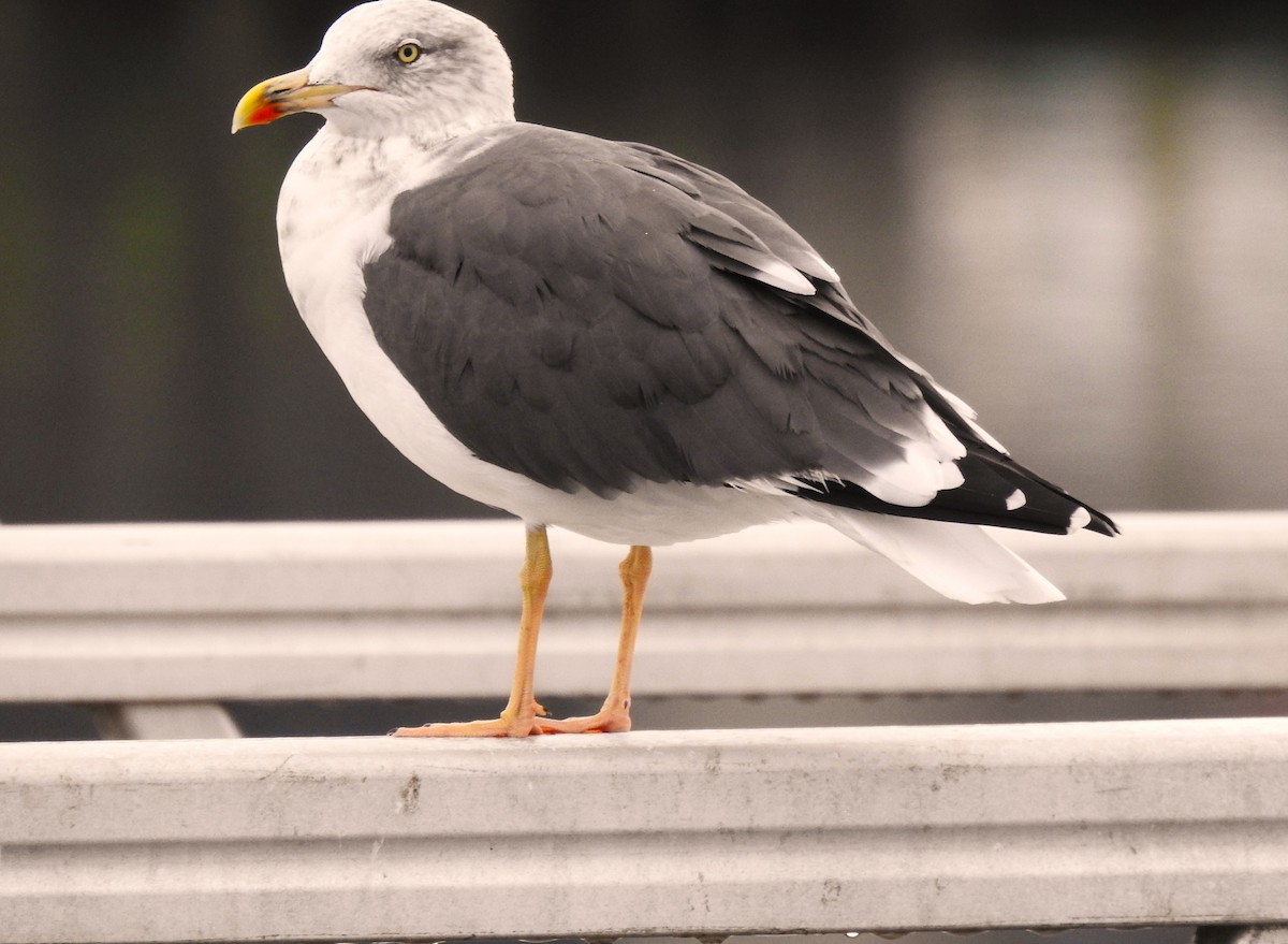 ニシセグロカモメ - ML644544738