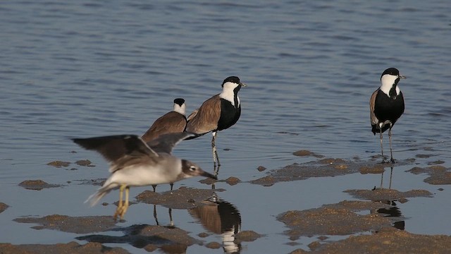 Vanneau à éperons - ML644544739