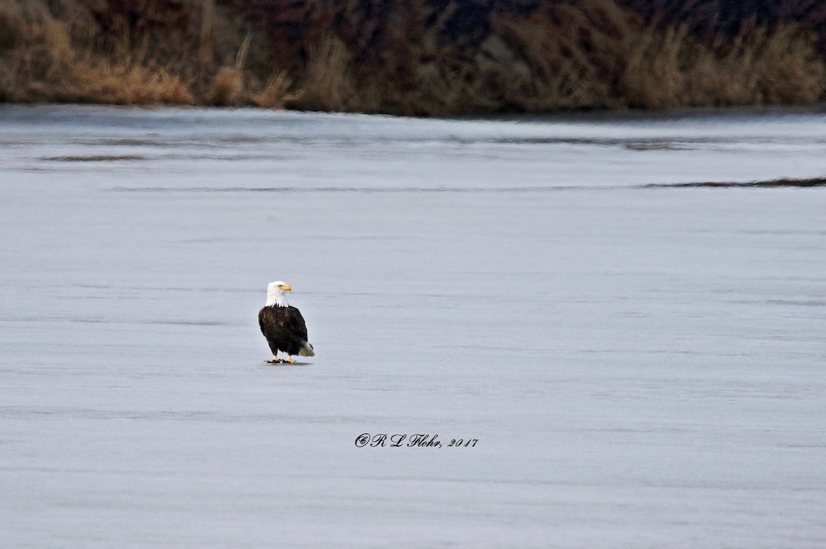 ハクトウワシ - ML644544740