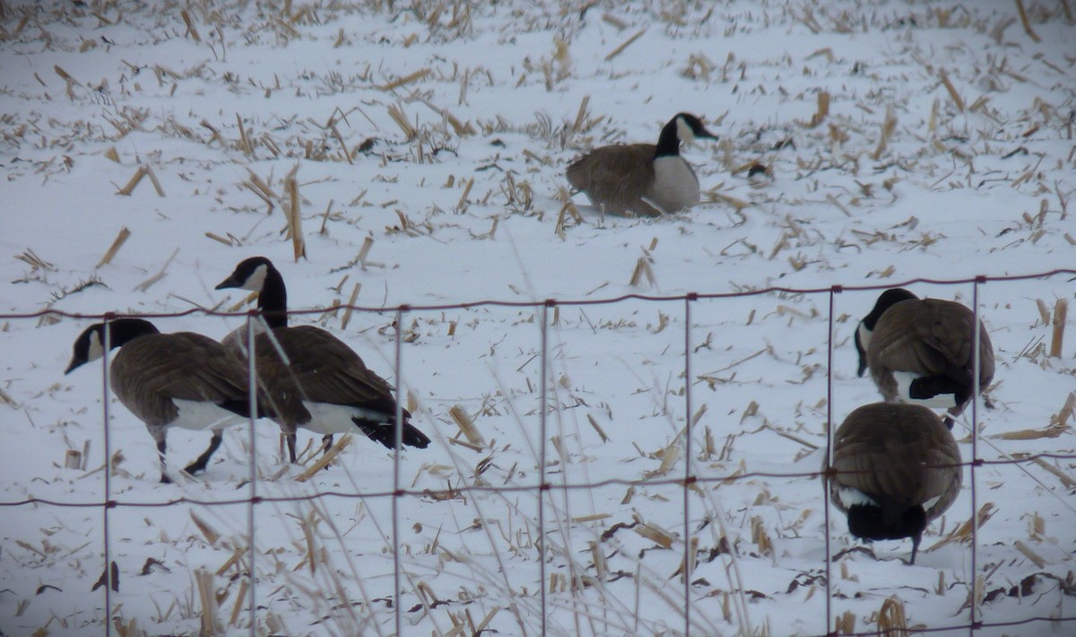 カナダガン - ML644544742