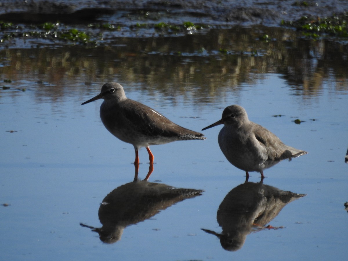 アカアシシギ - ML644544744