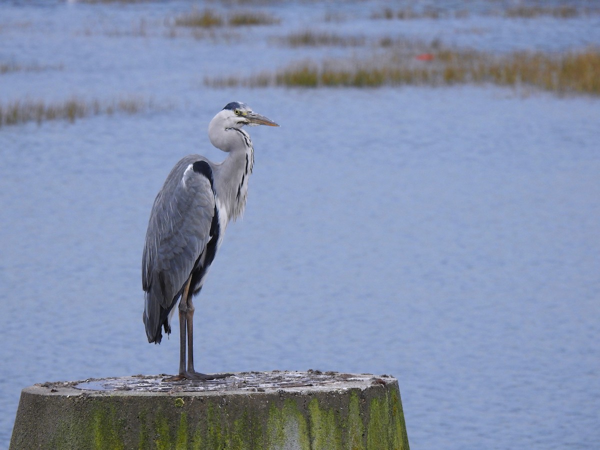 アオサギ - ML644544747