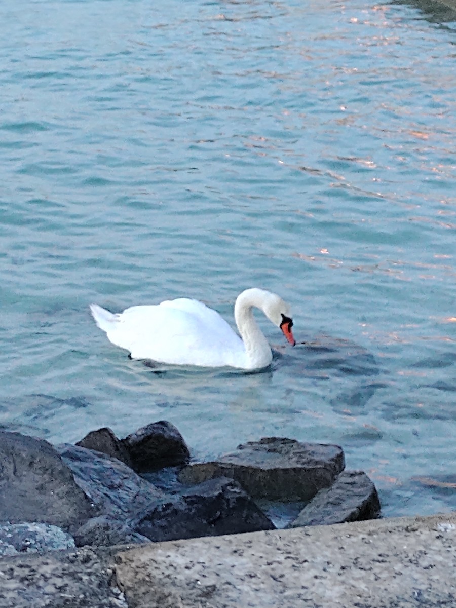 コブハクチョウ - ML644544748