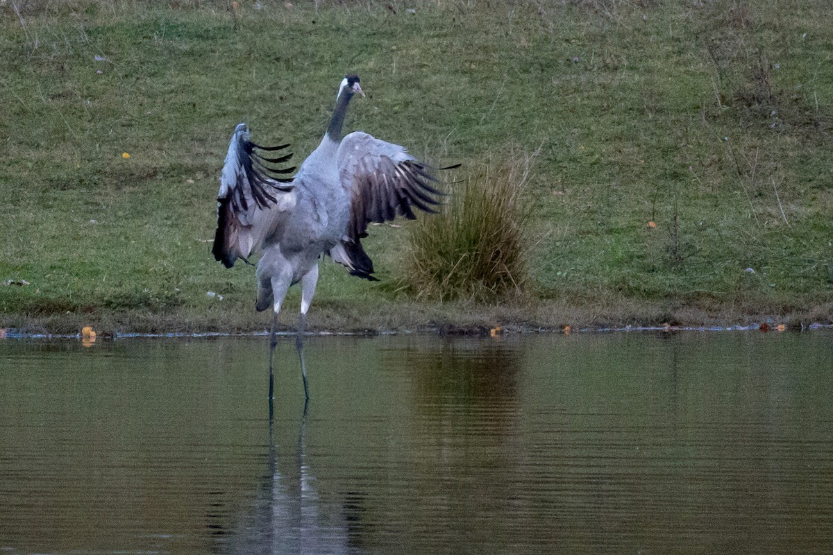 クロヅル - ML644544750