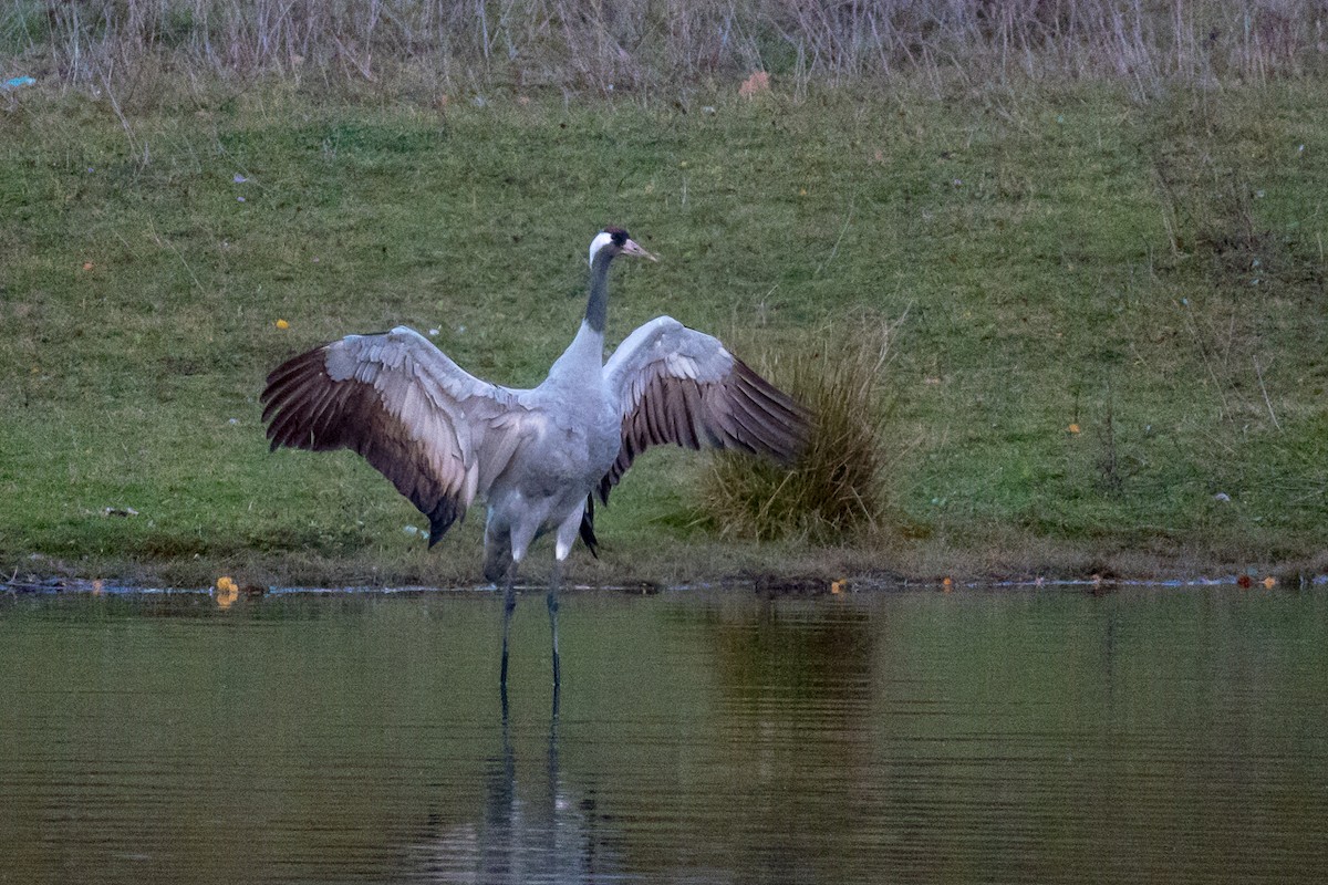 クロヅル - ML644544751