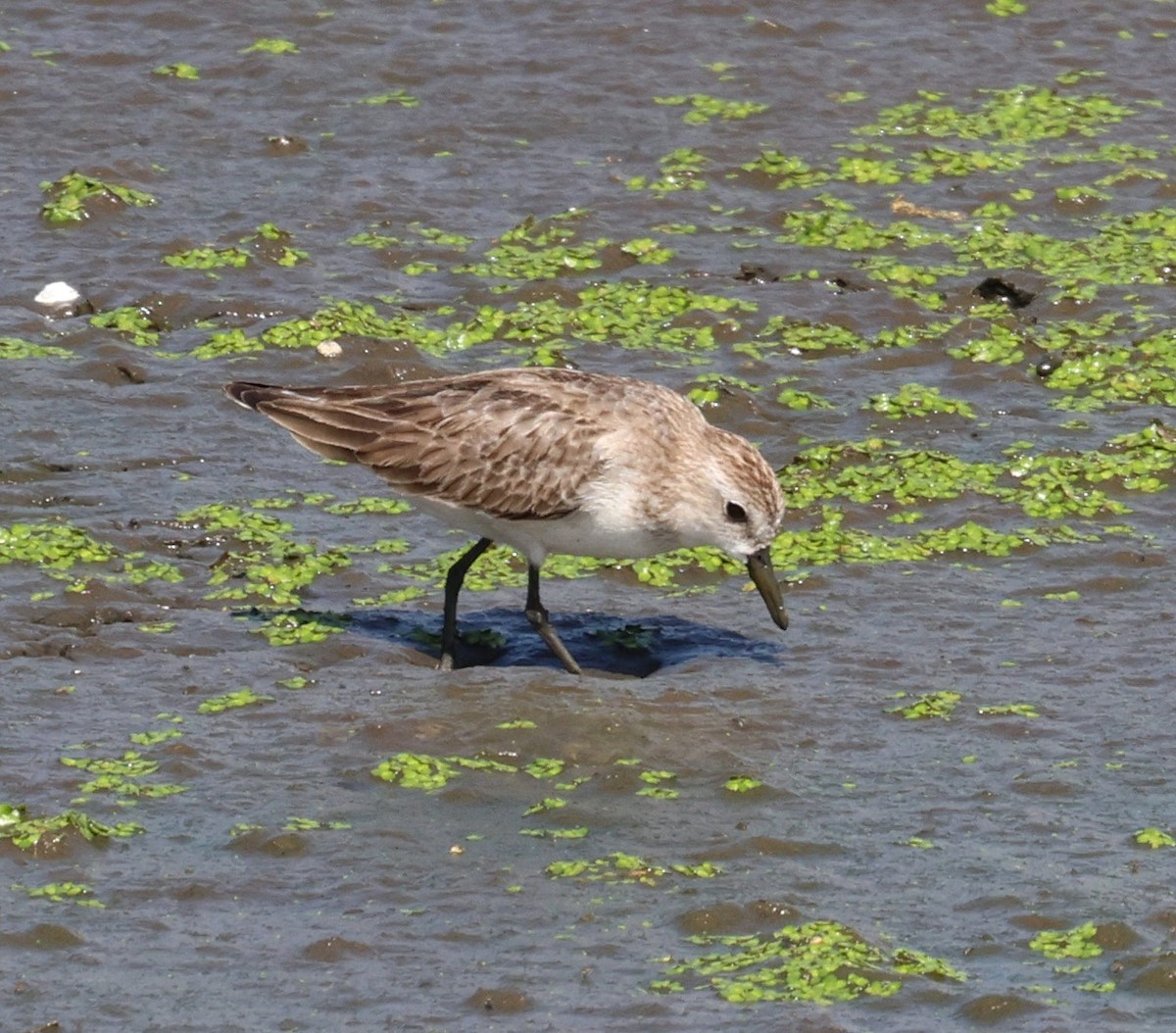 Semipalmated Sandpiper - ML644544752