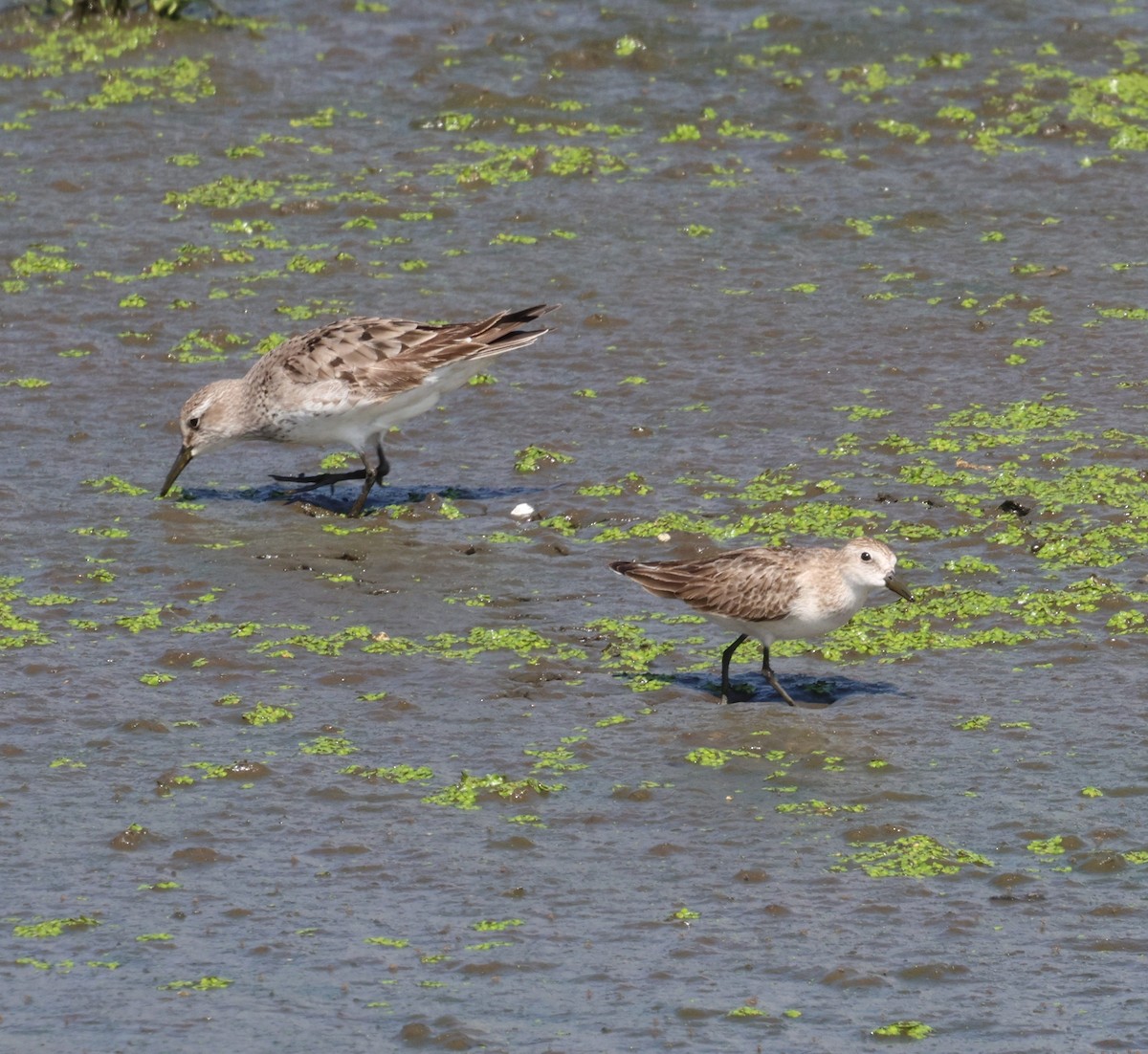 Semipalmated Sandpiper - ML644544754