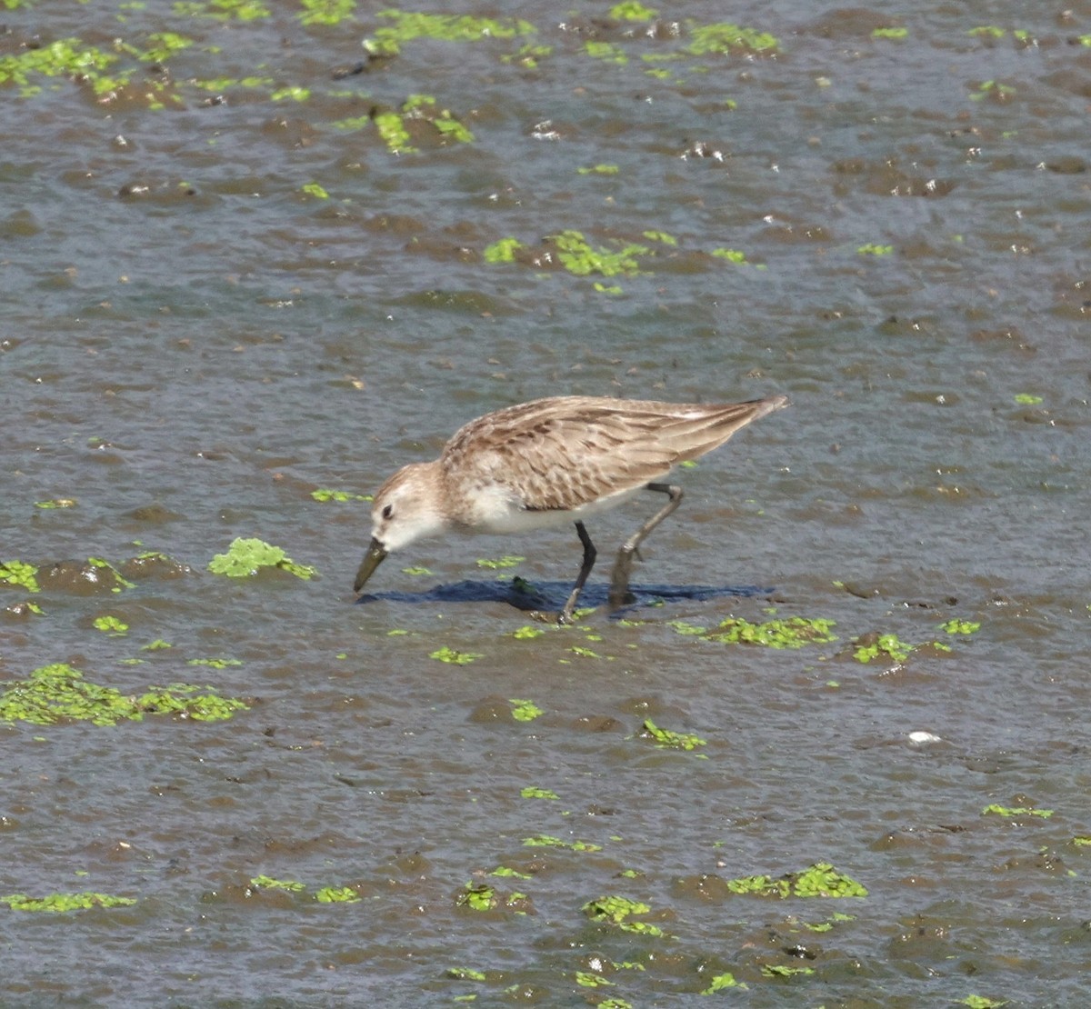 Semipalmated Sandpiper - ML644544755