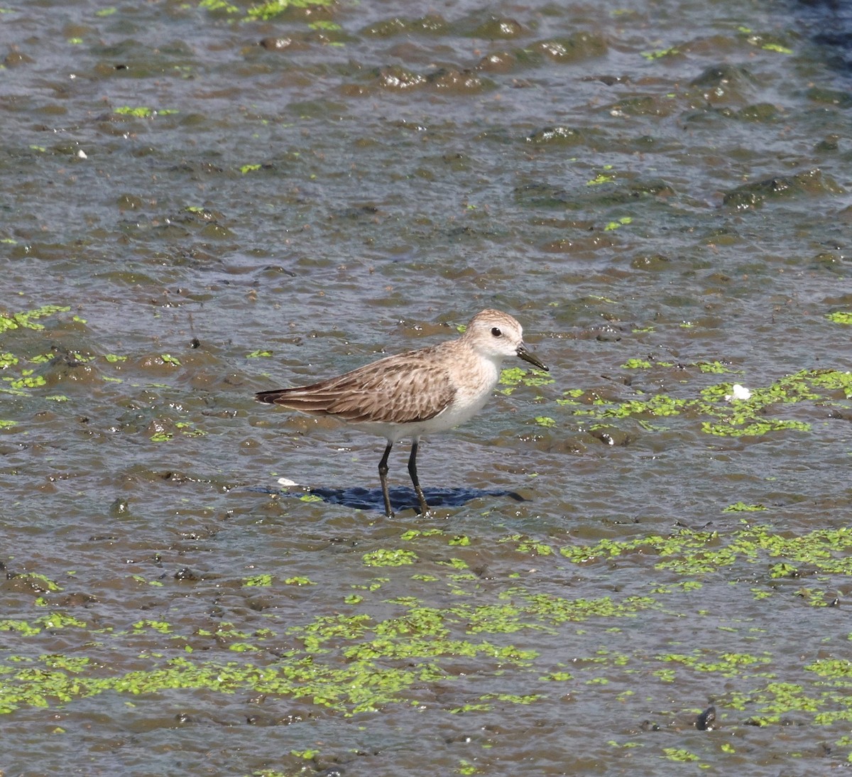 Semipalmated Sandpiper - ML644544757