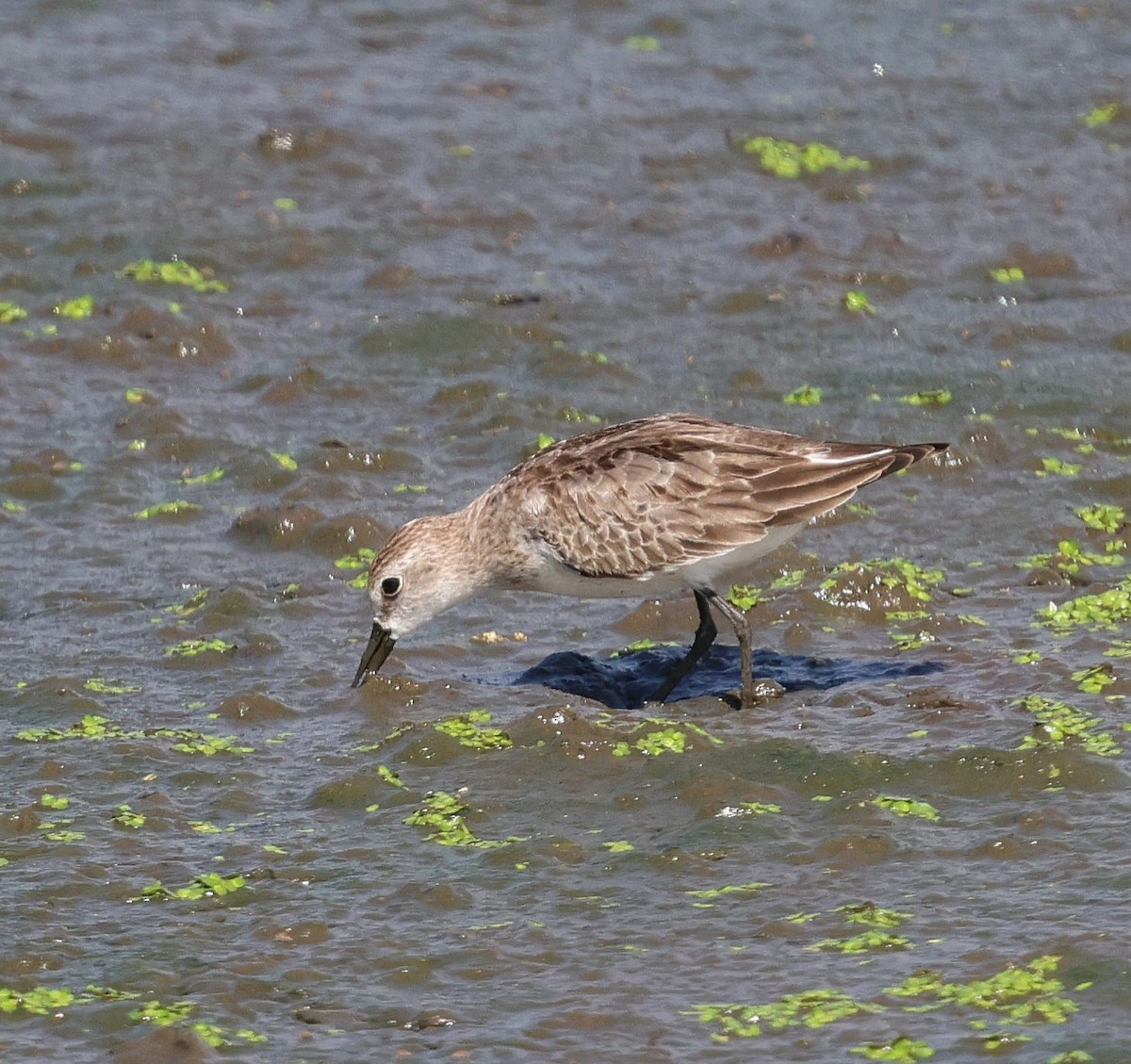 Semipalmated Sandpiper - ML644544758