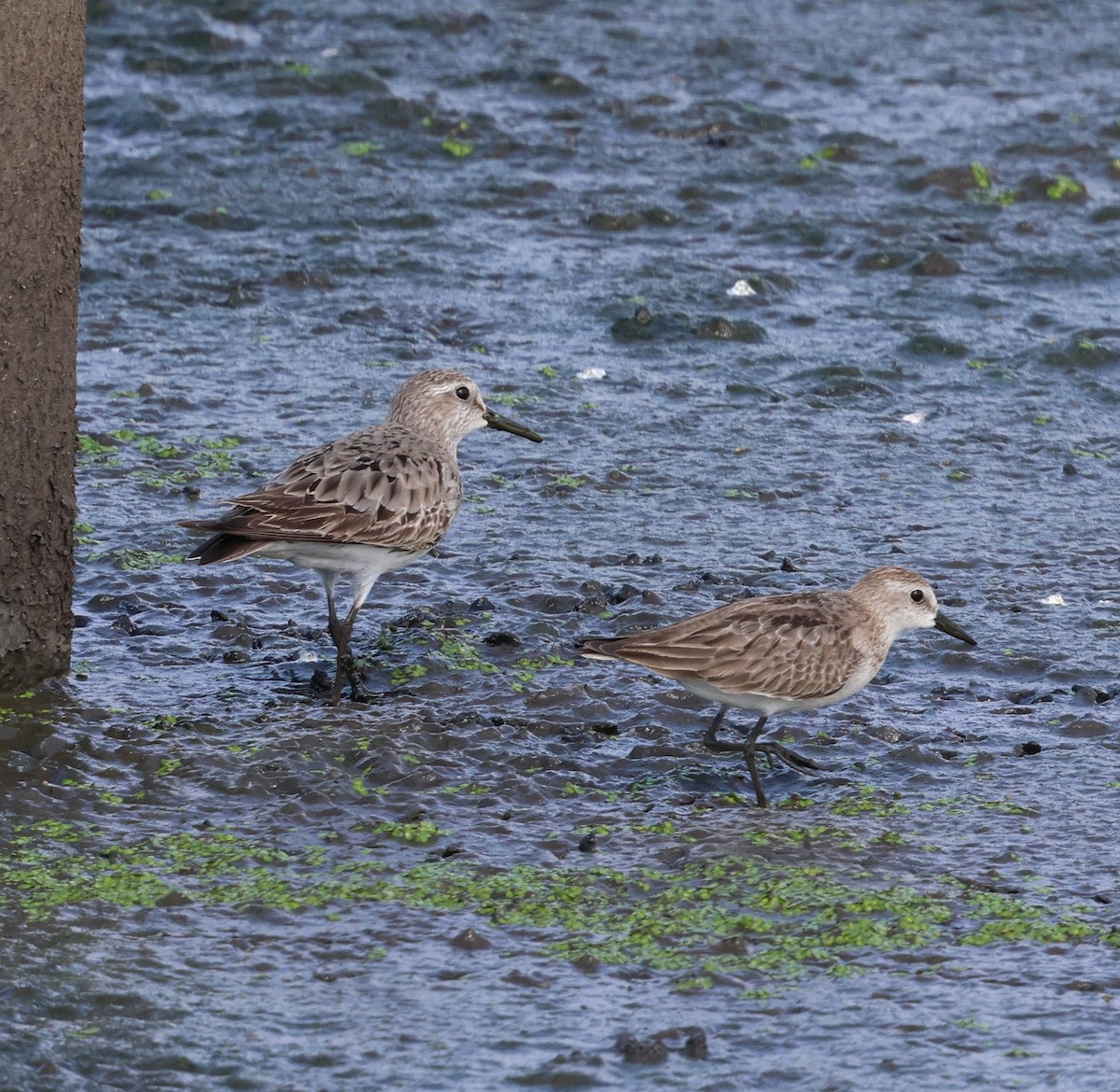 Semipalmated Sandpiper - ML644544759