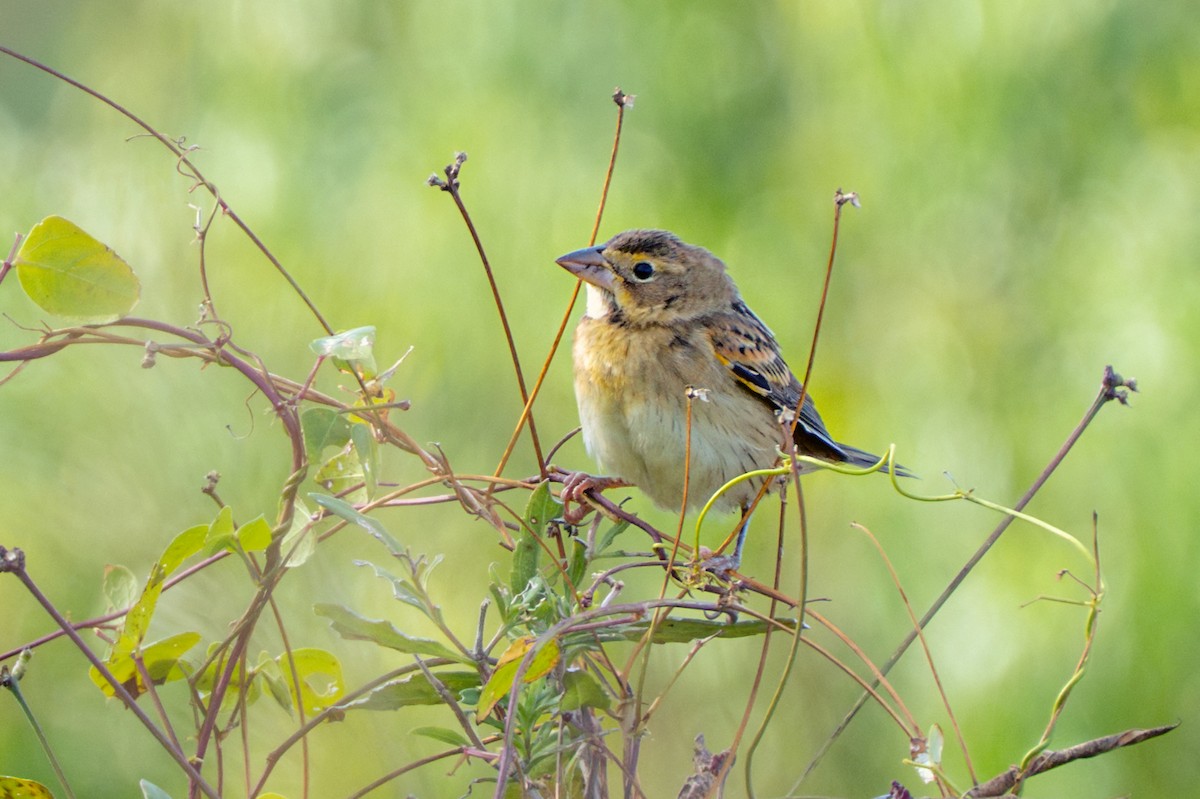 ムナグロノジコ - ML644544760