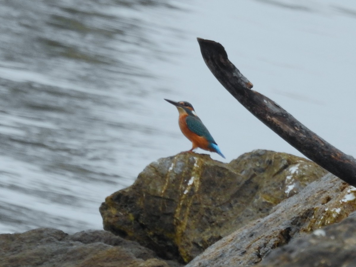 カワセミ - ML644544761