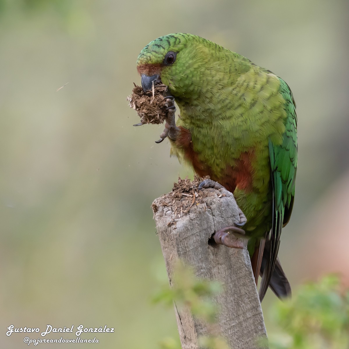 コイミドリインコ - ML644544762