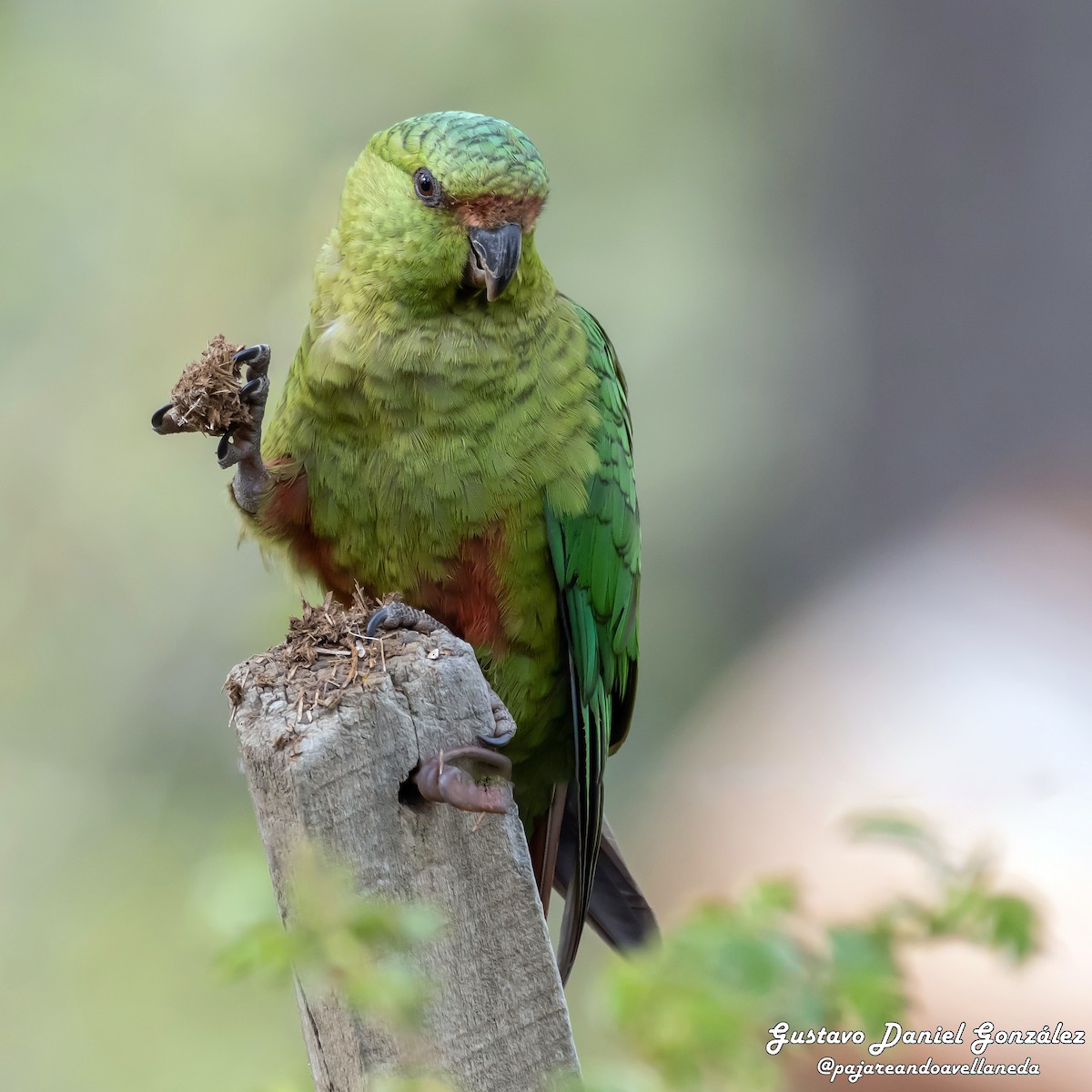 コイミドリインコ - ML644544763