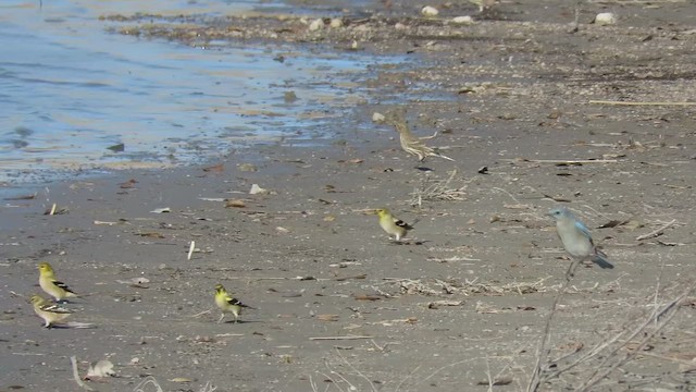 Merlebleu azuré - ML644544764