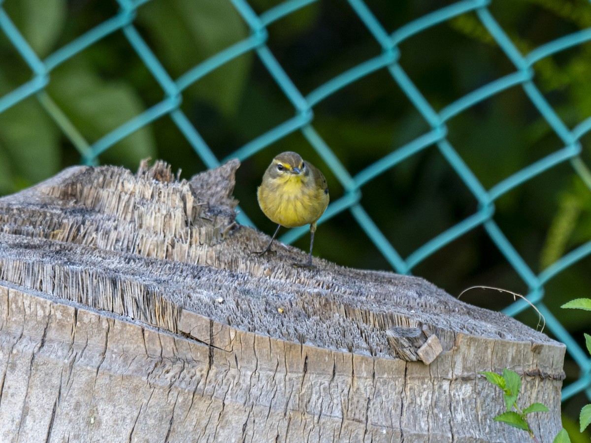 Palm Warbler (Yellow) - ML644544769
