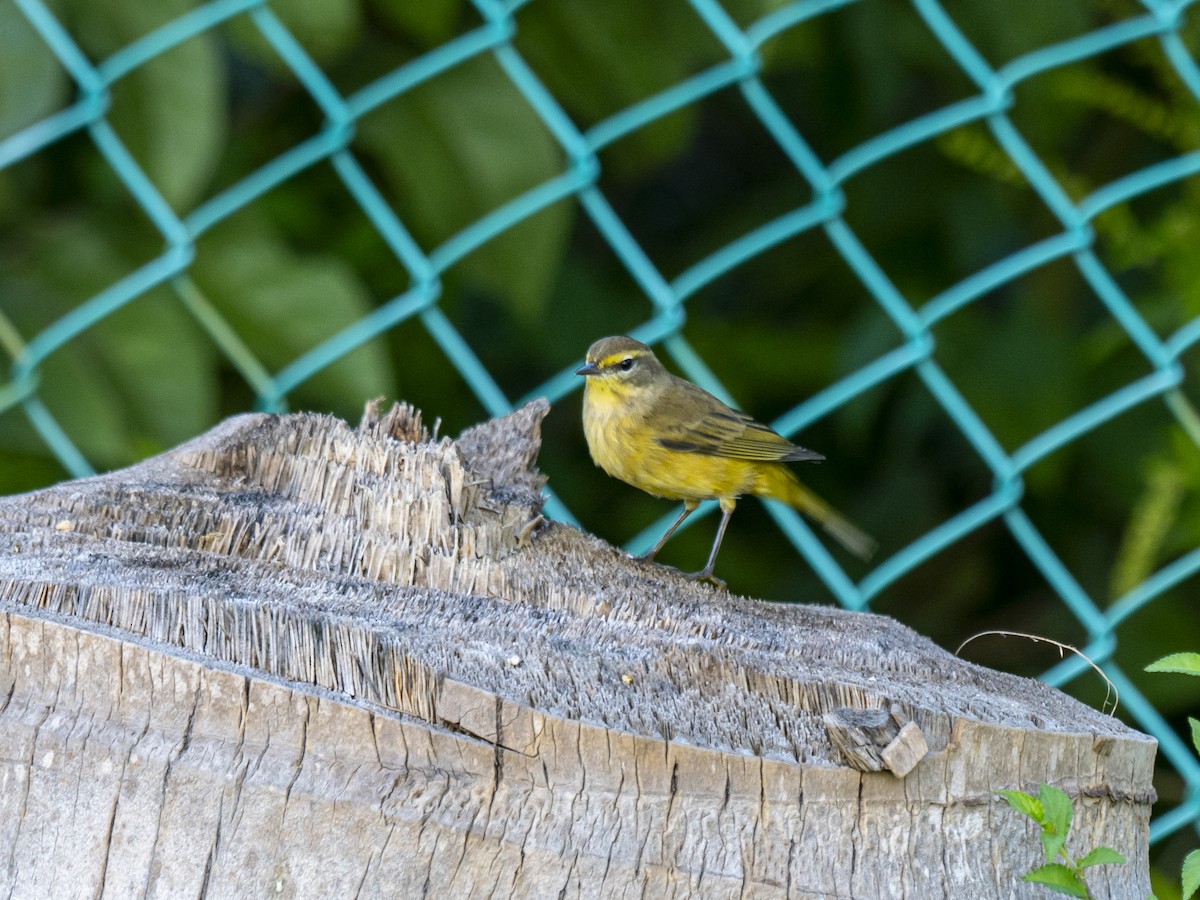 Palm Warbler (Yellow) - ML644544770