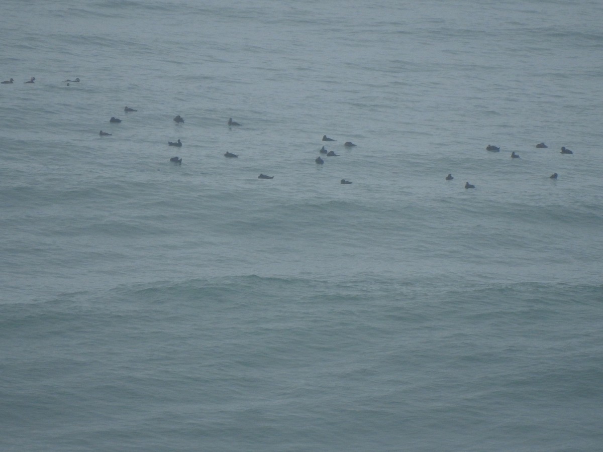 ヨーロッパクロガモ - ML644544771